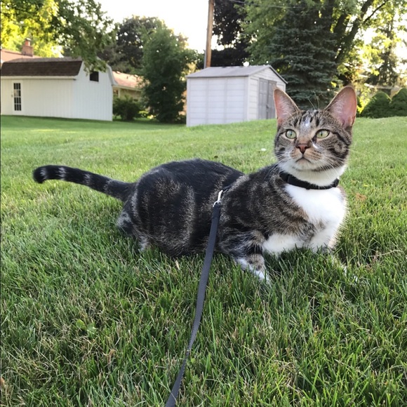 Pet Friendly and Smoke Free Home😻 - Picture 4 of 5